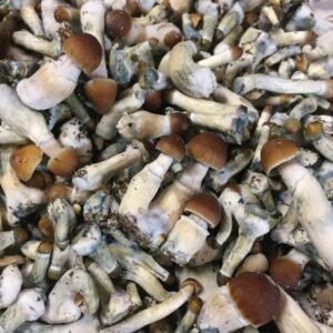 Psilocybe cyanescens